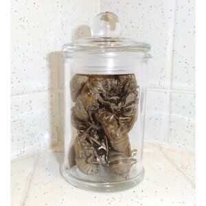 Glass Apothecary Oddity Jar with 13 Large Cicada Skins curiosity witchy goth